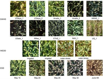 A density map-based method for counting wheat ears